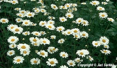  Leucanthemum vulgare 